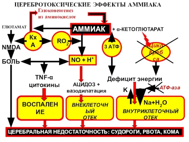 ЦЕРЕБРОТОКСИЧЕСКИЕ ЭФФЕКТЫ АММИАКА АММИАК + α-КЕТОГЛЮТАРАТ 3 АТФ ГЛЮТАМАТ RO2 NO +