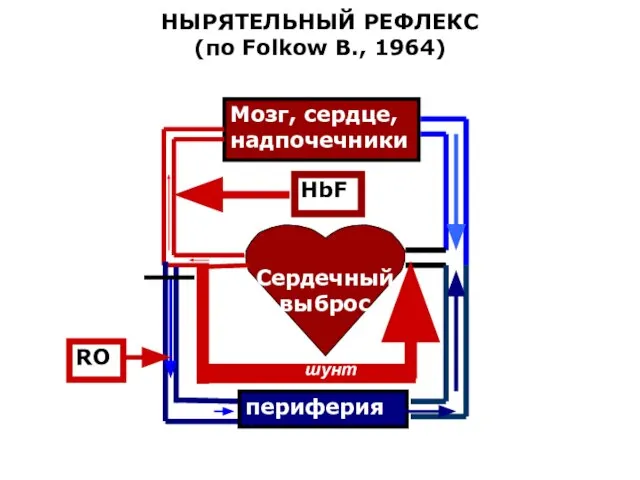 НЫРЯТЕЛЬНЫЙ РЕФЛЕКС (по Folkow B., 1964) Сердечный выброс Мозг, сердце, надпочечники периферия HbF RO шунт