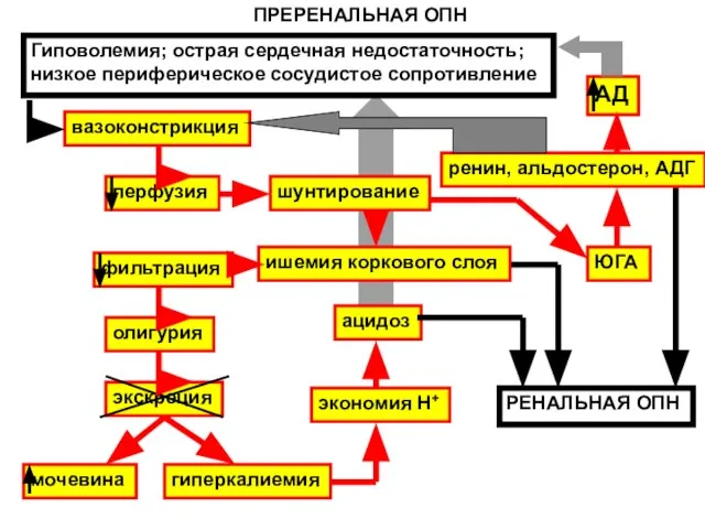 ПРЕРЕНАЛЬНАЯ ОПН Гиповолемия; острая сердечная недостаточность; низкое периферическое сосудистое сопротивление перфузия ишемия