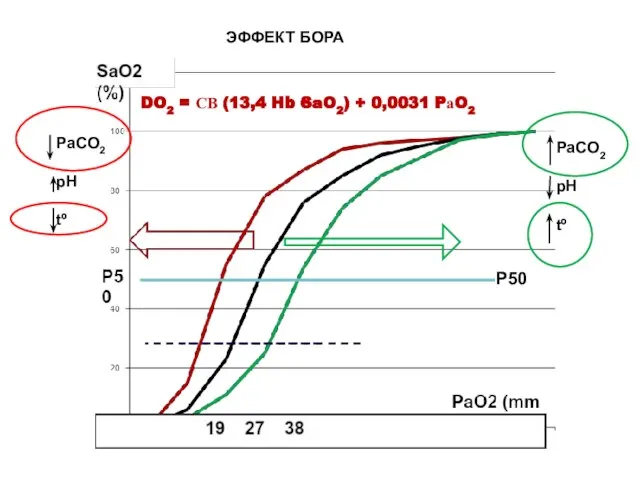 ЭФФЕКТ БОРА P50 PaCO2 pH tº PaCO2 pH tº DO2 = СВ