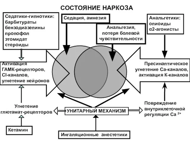 СОСТОЯНИЕ НАРКОЗА Седатики-гипнотики: барбитураты бензодиазепины пропофол этомидат стероиды Активация ГАМК-рецепторов, Cl-каналов, угнетение