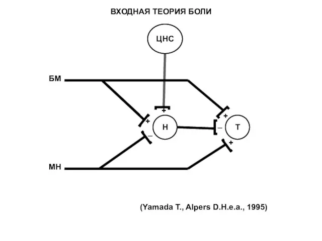 + + + + _ _ Н Т ЦНС БМ МН (Yamada