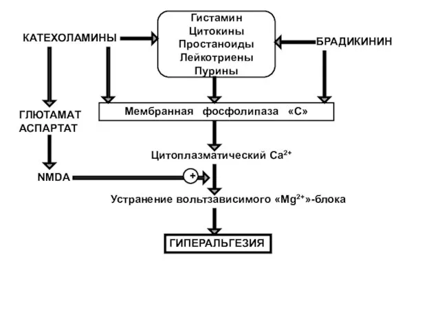 Гистамин Цитокины Простаноиды Лейкотриены Пурины БРАДИКИНИН КАТЕХОЛАМИНЫ Мембранная фосфолипаза «С» Цитоплазматический Са2+