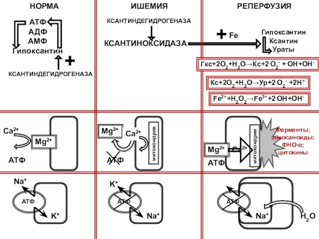АТФ АДФ АМФ Гипоксантин КСАНТИНДЕГИДРОГЕНАЗА + КСАНТИНДЕГИДРОГЕНАЗА КСАНТИНОКСИДАЗА НОРМА ИШЕМИЯ РЕПЕРФУЗИЯ Гипоксантин