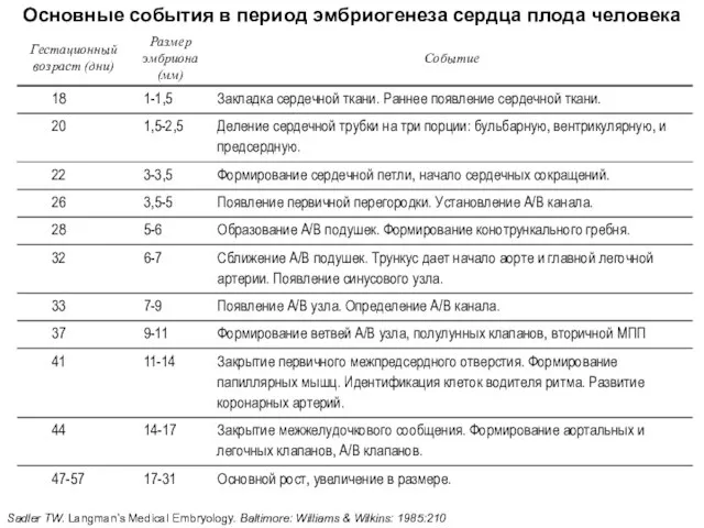 Основные события в период эмбриогенеза сердца плода человека Sadler TW. Langman's Medical