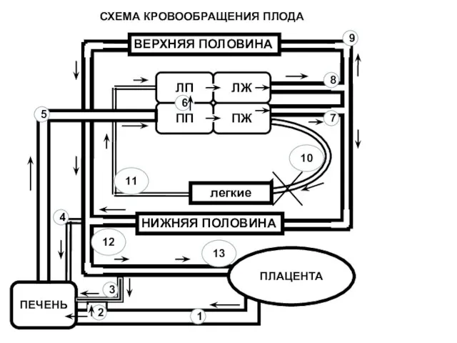 ЛП ПЖ ЛЖ ПП легкие ВЕРХНЯЯ ПОЛОВИНА НИЖНЯЯ ПОЛОВИНА ПЕЧЕНЬ ПЛАЦЕНТА 2