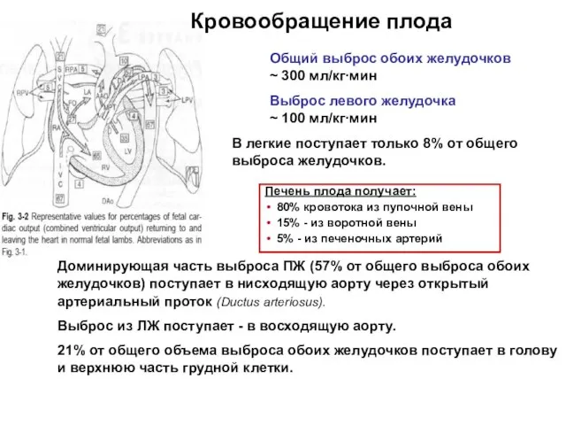 Общий выброс обоих желудочков ~ 300 мл/кг∙мин Выброс левого желудочка ~ 100