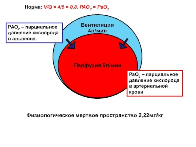 Норма: V/Q = 4/5 = 0,8. PAO2 = PaO2 РАО2 – парциальное