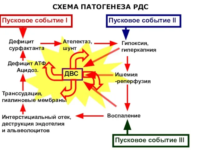 СХЕМА ПАТОГЕНЕЗА РДС Дефицит сурфактанта Ателектаз, шунт Гипоксия, гиперкапния Ишемия -реперфузия Интерстициальный