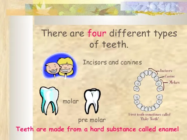 There are four different types of teeth. molar pre molar Incisors and
