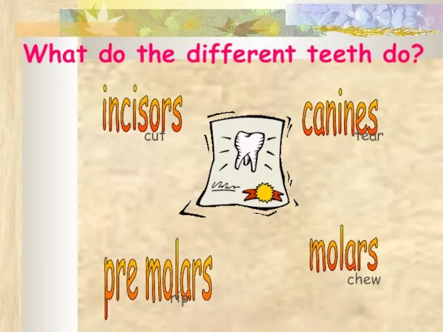 incisors canines molars pre molars cut tear rip chew What do the different teeth do?