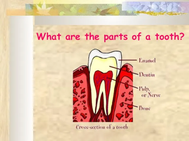 What are the parts of a tooth?