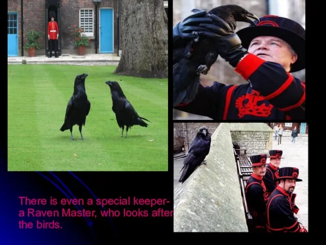 There is even a special keeper- a Raven Master, who looks after the birds.