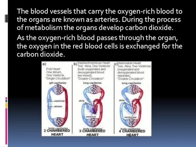The blood vessels that carry the oxygen-rich blood to the organs are