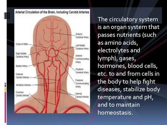 The circulatory system is an organ system that passes nutrients (such as