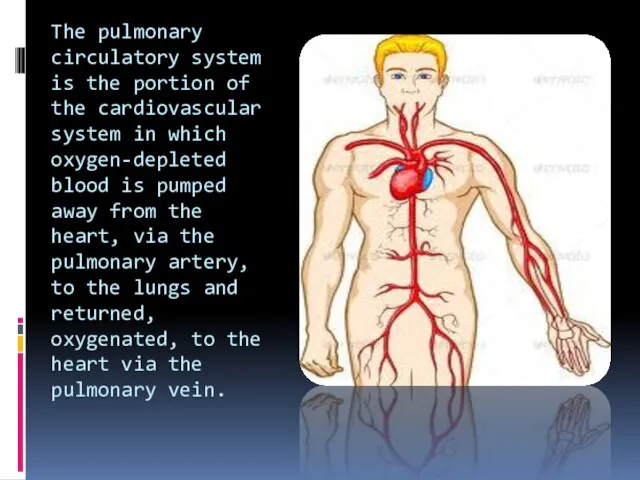 The pulmonary circulatory system is the portion of the cardiovascular system in