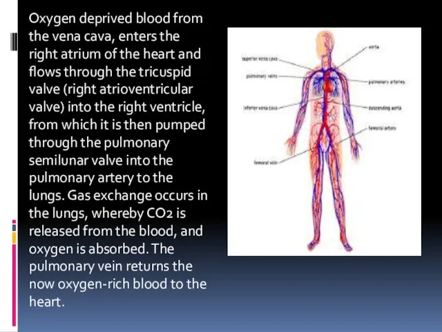 Oxygen deprived blood from the vena cava, enters the right atrium of