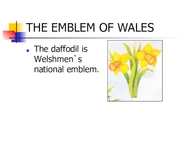 THE EMBLEM OF WALES The daffodil is Welshmen`s national emblem.