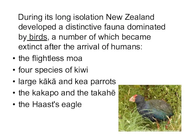 During its long isolation New Zealand developed a distinctive fauna dominated by