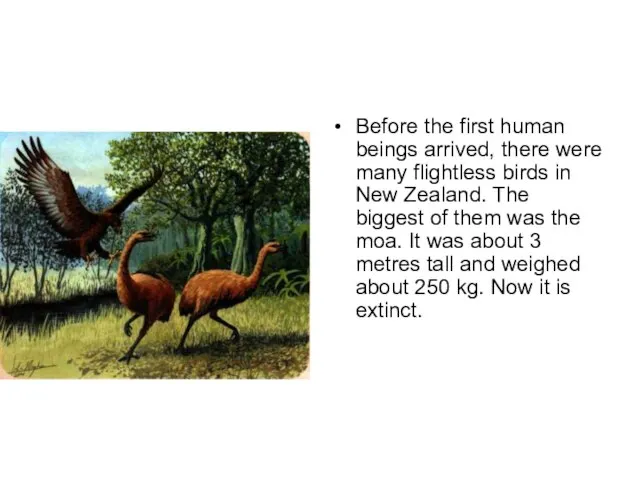 Before the first human beings arrived, there were many flightless birds in