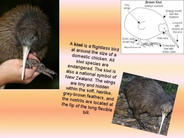 A kiwi is a flightless bird at around the size of a