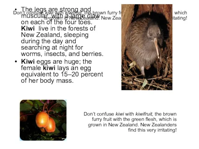 Don’t confuse kiwi with kiwifruit, the brown furry fruit with the green
