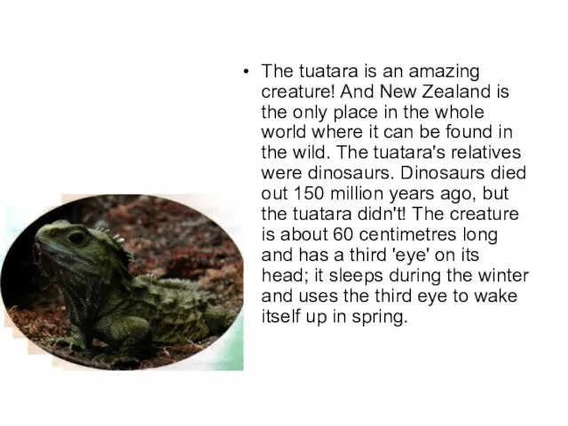 The tuatara is an amazing creature! And New Zealand is the only