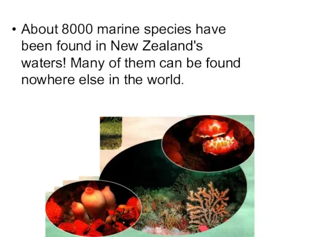 About 8000 marine species have been found in New Zealand's waters! Many