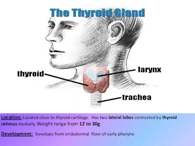 Location: Located close to thyroid cartilage. Has two lateral lobes connected by