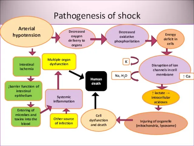 Pathogenesis of shock утрата Arterial hypotension Decreased oxygen delivery to organs Decreased