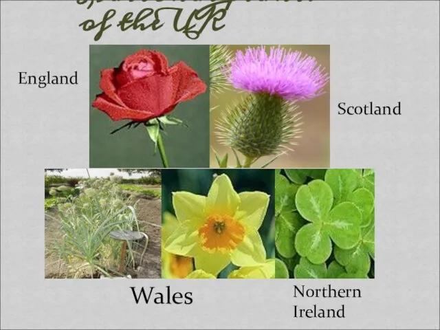 National plants of the UK England Scotland Wales Northern Ireland