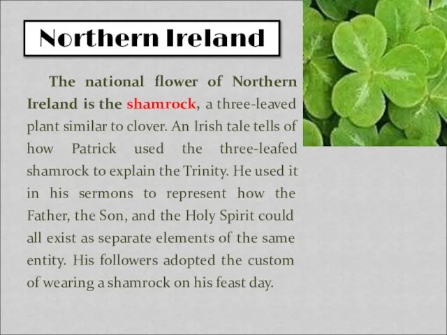 The national flower of Northern Ireland is the shamrock, a three-leaved plant