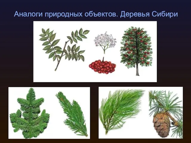 Аналоги природных объектов. Деревья Сибири
