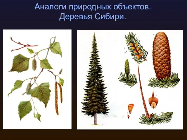 Аналоги природных объектов. Деревья Сибири.