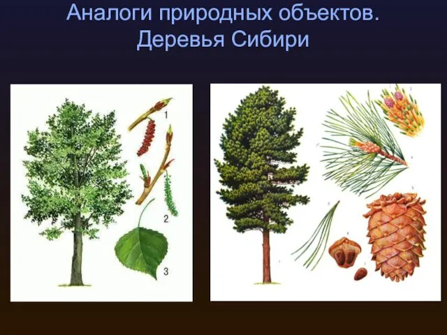 Аналоги природных объектов. Деревья Сибири