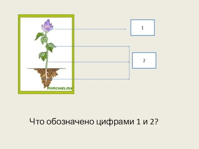 1 2 Что обозначено цифрами 1 и 2?