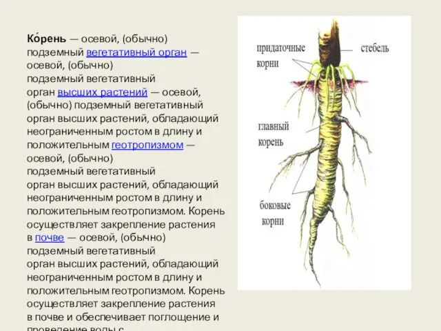 Ко́рень — осевой, (обычно) подземный вегетативный орган — осевой, (обычно) подземный вегетативный