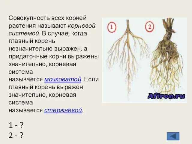 Совокупность всех корней растения называют корневой системой. В случае, когда главный корень