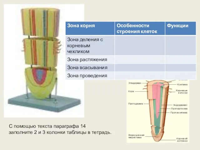 С помощью текста параграфа 14 заполните 2 и 3 колонки таблицы в тетрадь.