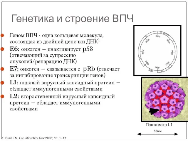 Генетика и строение ВПЧ Геном ВПЧ - одна кольцевая молекула, состоящая из