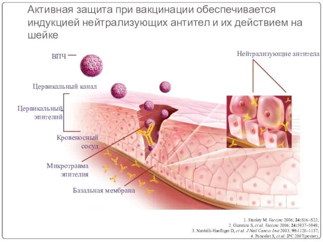 Активная защита при вакцинации обеспечивается индукцией нейтрализующих антител и их действием на