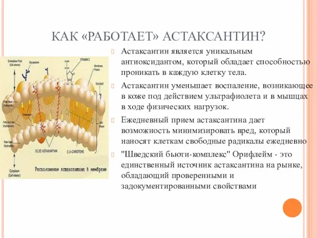 КАК «РАБОТАЕТ» АСТАКСАНТИН? Астаксантин является уникальным антиоксидантом, который обладает способностью проникать в