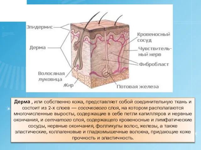 Дерма , или собственно кожа, представляет собой соединительную ткань и состоит из