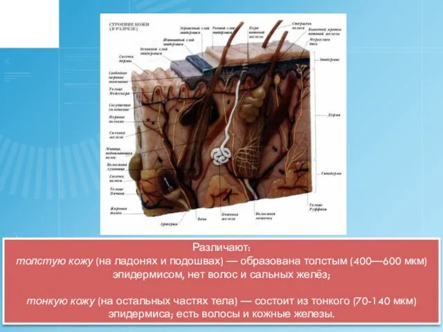 Различают: толстую кожу (на ладонях и подошвах) — образована толстым (400—600 мкм)