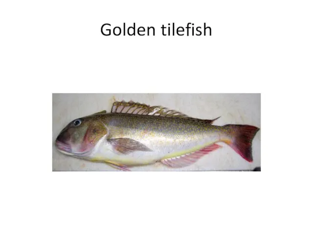 Golden tilefish