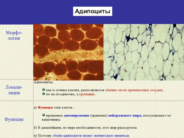 Адипоциты