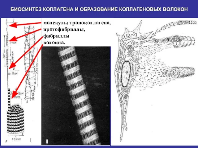 БИОСИНТЕЗ КОЛЛАГЕНА И ОБРАЗОВАНИЕ КОЛЛАГЕНОВЫХ ВОЛОКОН молекулы тропоколлагена, протофибриллы, фибриллы волокна.