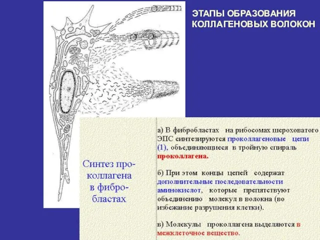 ЭТАПЫ ОБРАЗОВАНИЯ КОЛЛАГЕНОВЫХ ВОЛОКОН