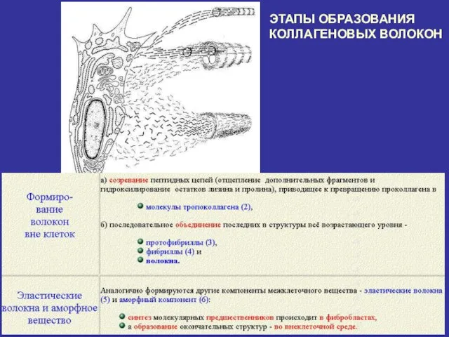 ЭТАПЫ ОБРАЗОВАНИЯ КОЛЛАГЕНОВЫХ ВОЛОКОН