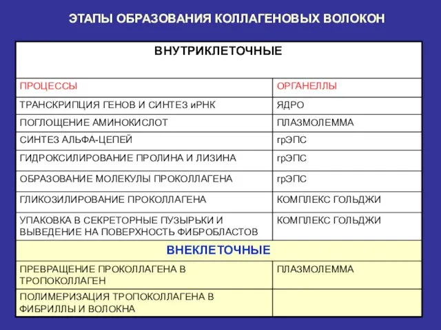 ЭТАПЫ ОБРАЗОВАНИЯ КОЛЛАГЕНОВЫХ ВОЛОКОН